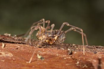 Media type: image;   Invertebrate Zoology 49771